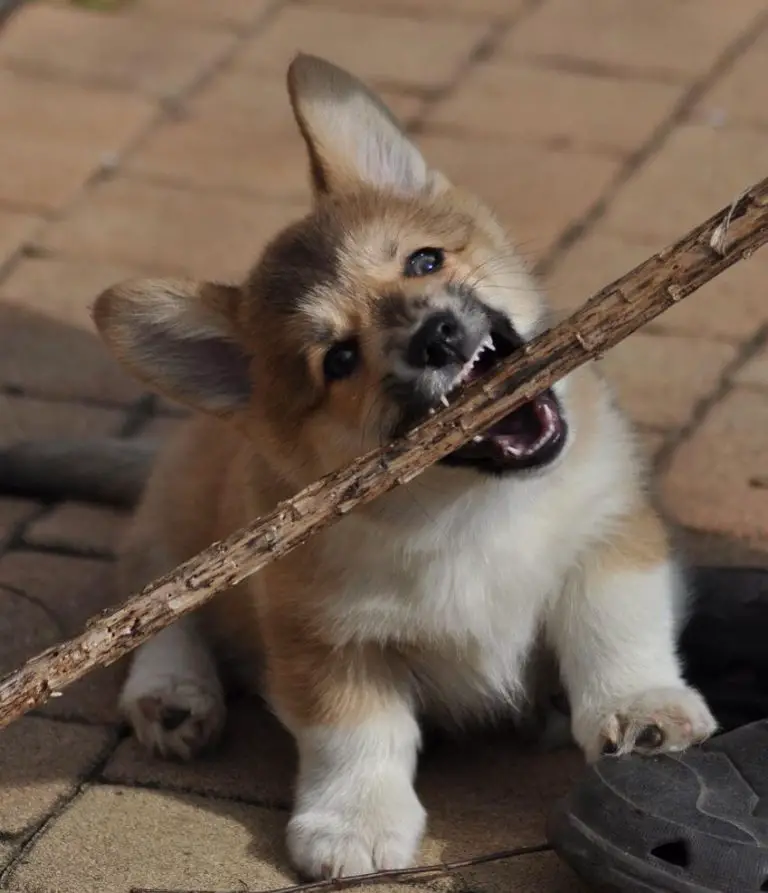 What to Do if a Dog Bites You But No Blood is Drawn A Comprehensive Guide