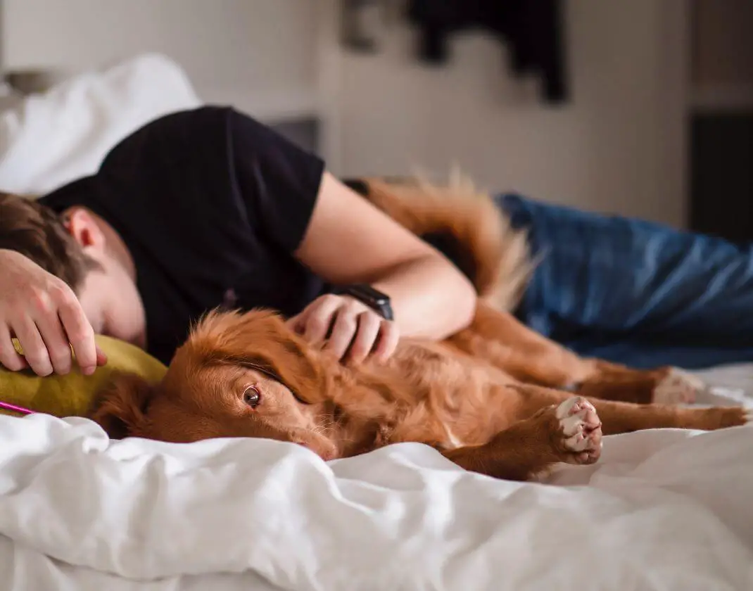 Why Do Dogs Lie With Their Backs To You?