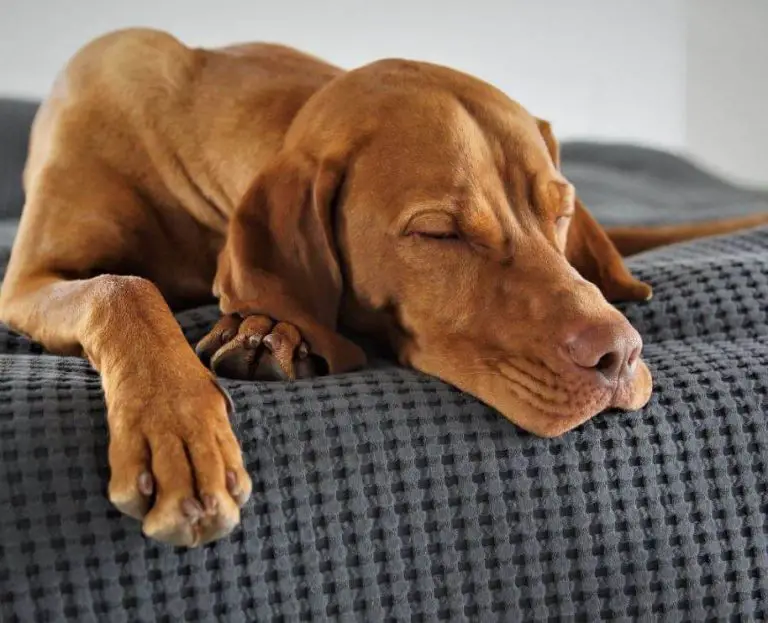 Why Do Dogs Look Sad When They Sleep?