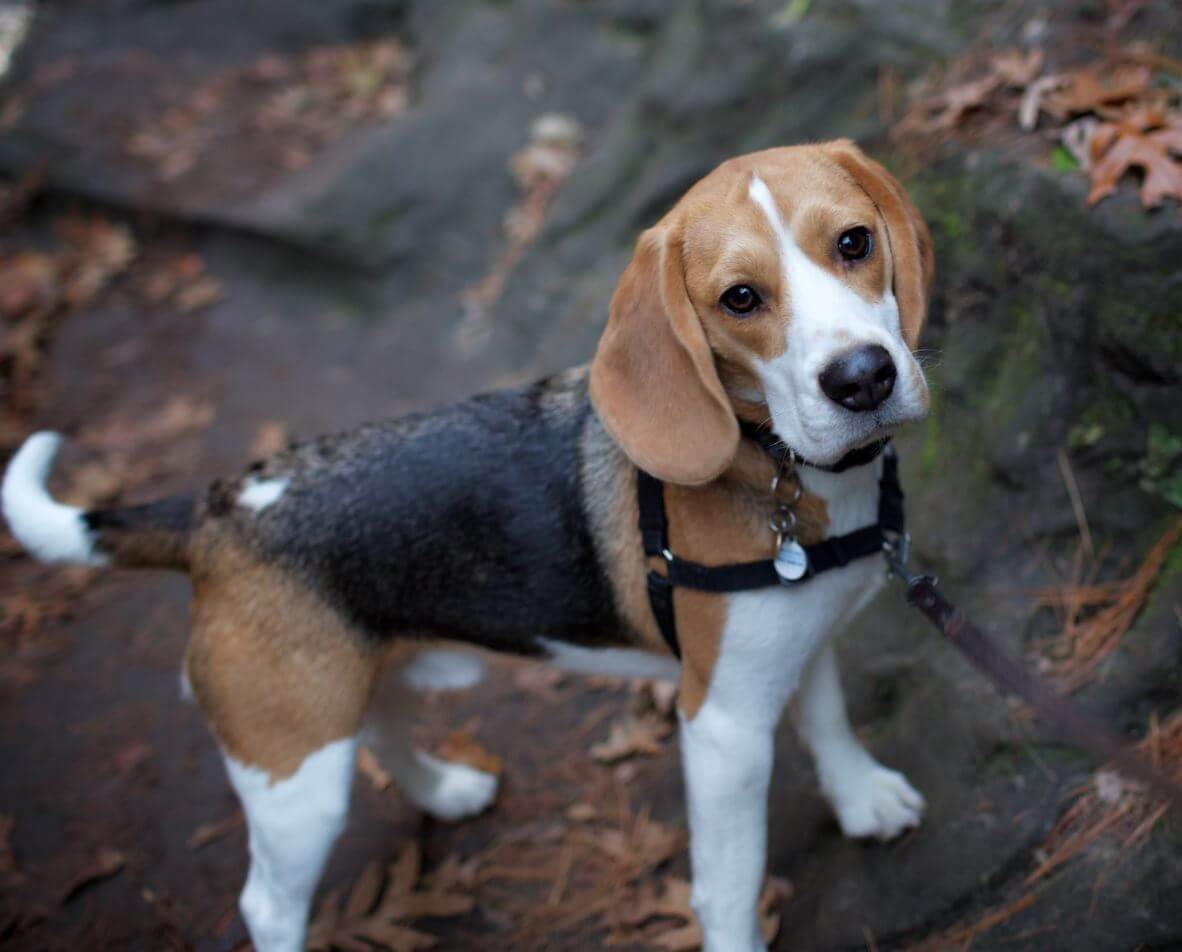 Why Do Dogs Sniff Human Private Areas?