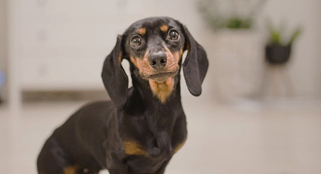 Gallery Detail: Why Do Dogs Stare At Walls