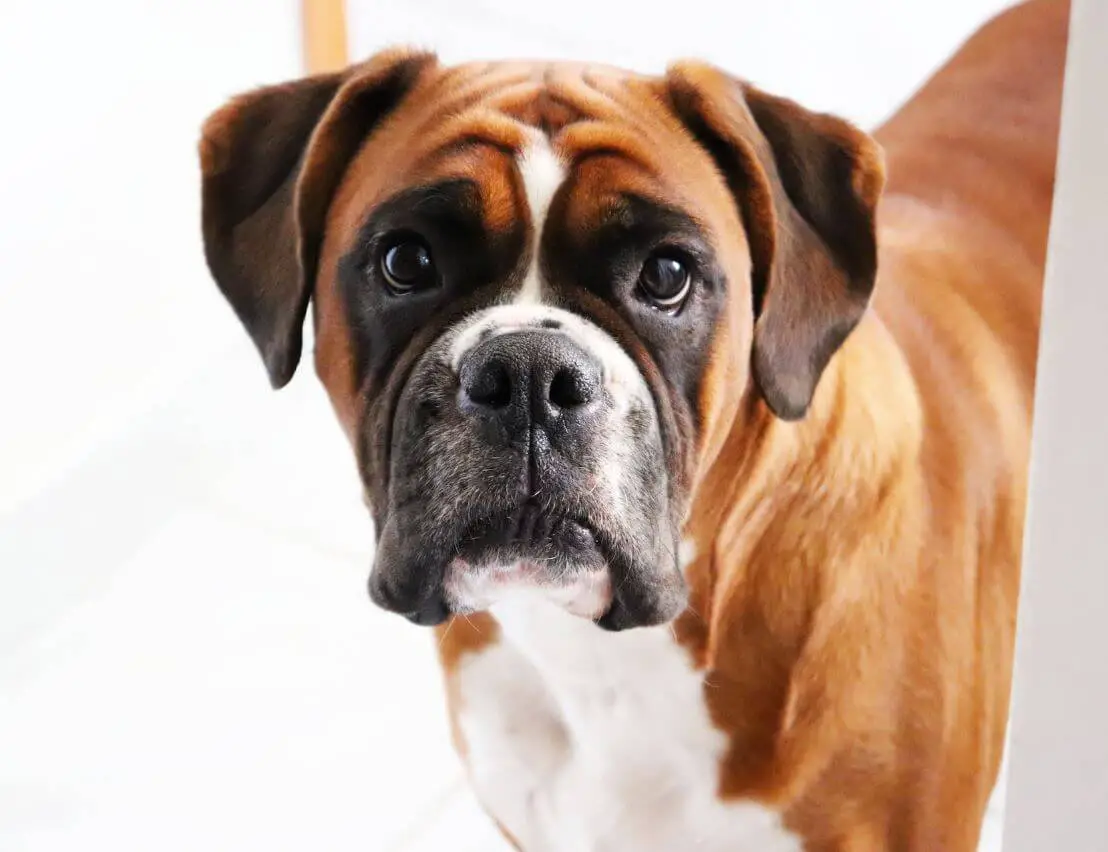 Why Is My Dog Ignoring Me All Of A Sudden?