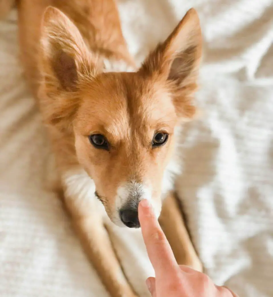 Do Dogs Like It When You Touch Their Nose?