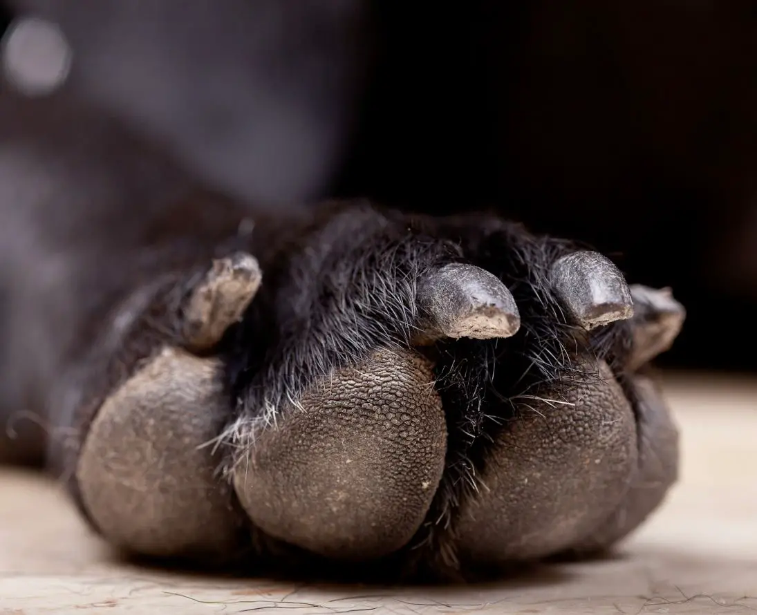 Why Don't Dogs Like Their Nails Cut?