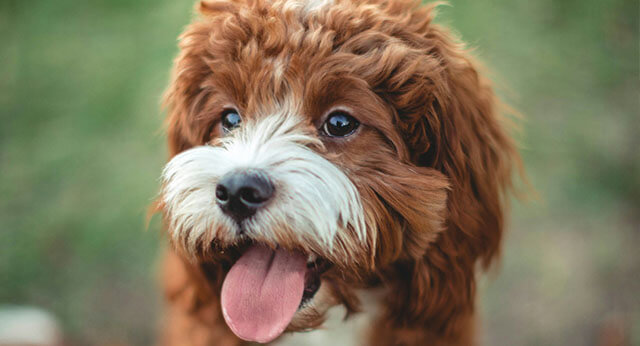 Do Dogs Like When You Grab Their Face? - ilovedogscute.com