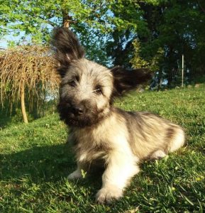 15 Photos Of Skye Terrier Puppies With Pure Beauty - ilovedogscute.com