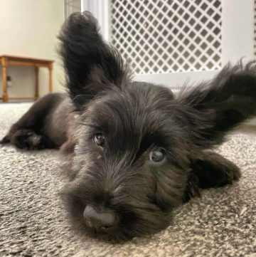 15 Photos Of Skye Terrier Puppies With Pure Beauty - ilovedogscute.com