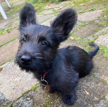 15 Photos Of Skye Terrier Puppies With Pure Beauty - ilovedogscute.com