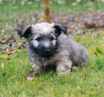15 Photos Of Skye Terrier Puppies With Pure Beauty - ilovedogscute.com