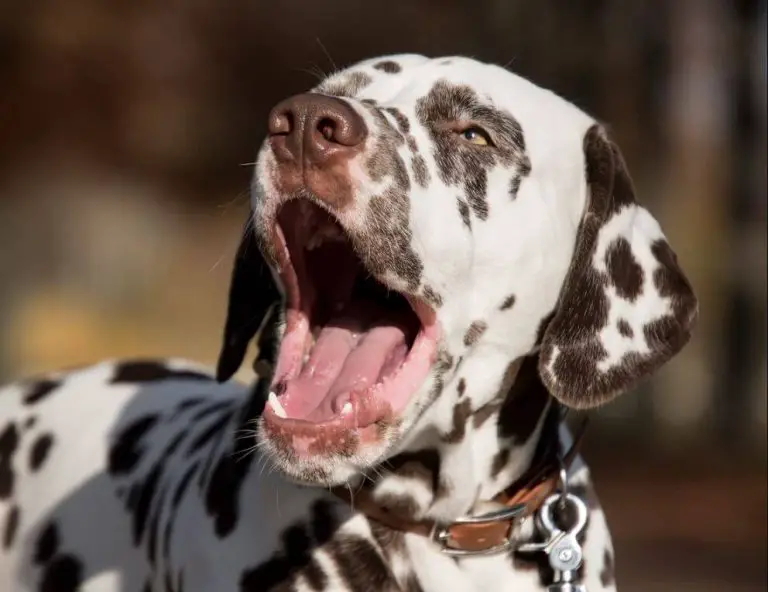 What Does It Mean When A Dog Yawns? - ilovedogscute.com
