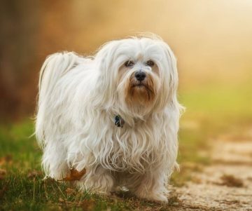 What Happens If I Never Wash My Dog? - ilovedogscute