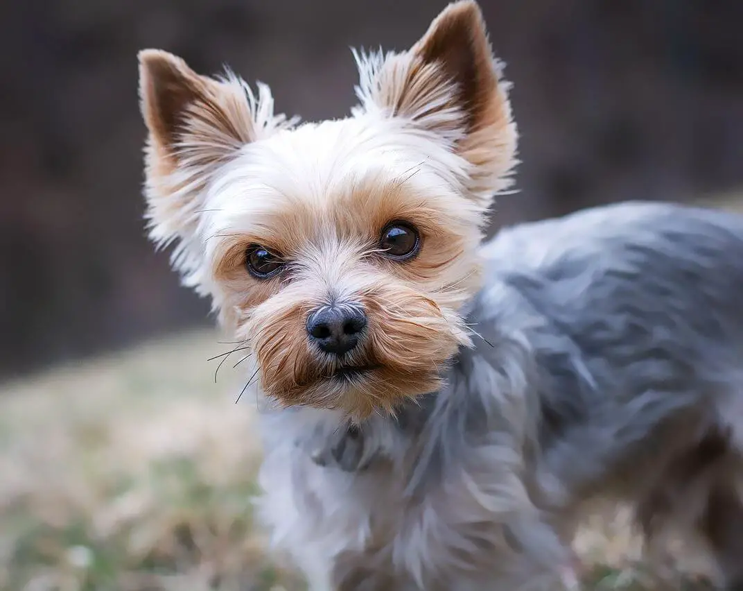 Why Are Small Dogs Not Scared of Big Dogs? - ilovedogscute.com