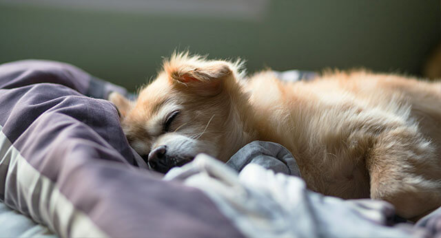 Why Do Dogs Press Against You When They Sleep Why Do Dogs Press Against You When They Sleep? - ilovedogscute.com