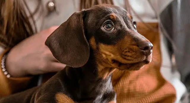 Why Does My Dog Tense Up When I Scratch His Back?