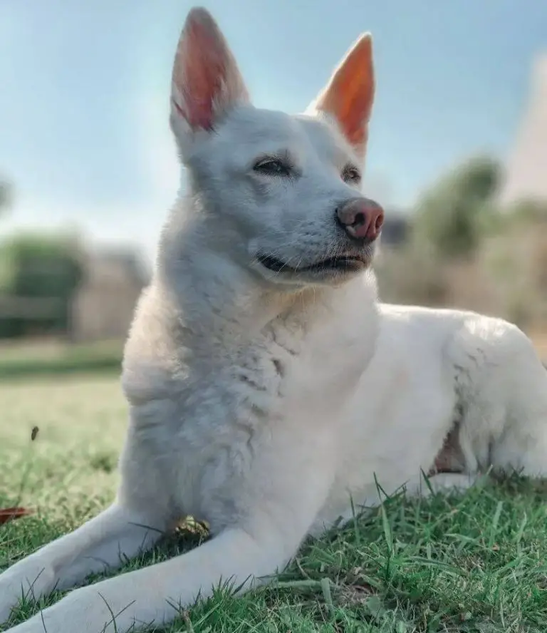 10 Fun Facts About Canaan Dogs