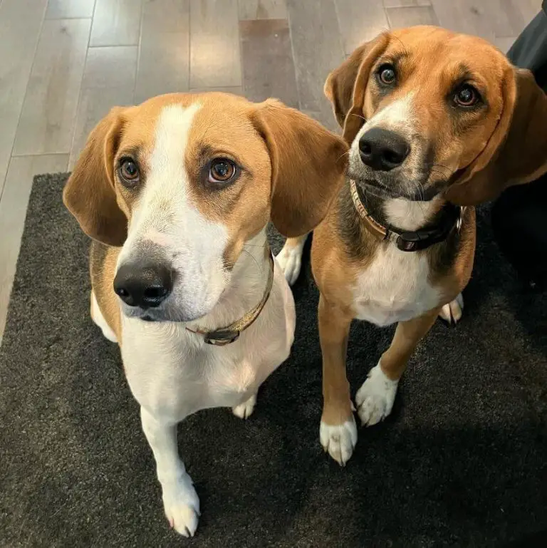 10 Fun Facts About Harriers