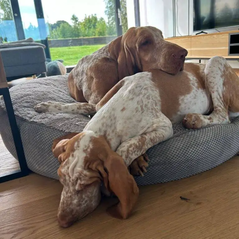10 Fun Facts About Bracco Italianos - ilovedogscute.com