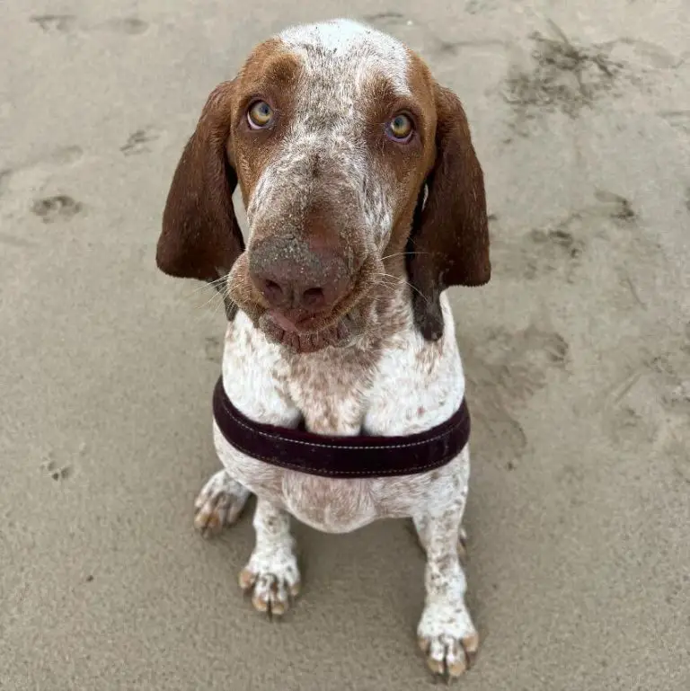 10 Fun Facts About Bracco Italianos - ilovedogscute.com