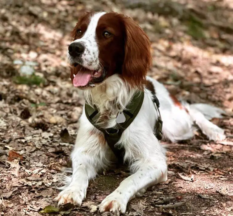 10 Fun Facts About Irish Red and White Setters - ilovedogscute.com