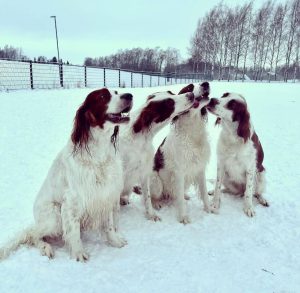 10 Fun Facts About Irish Red and White Setters - ilovedogscute