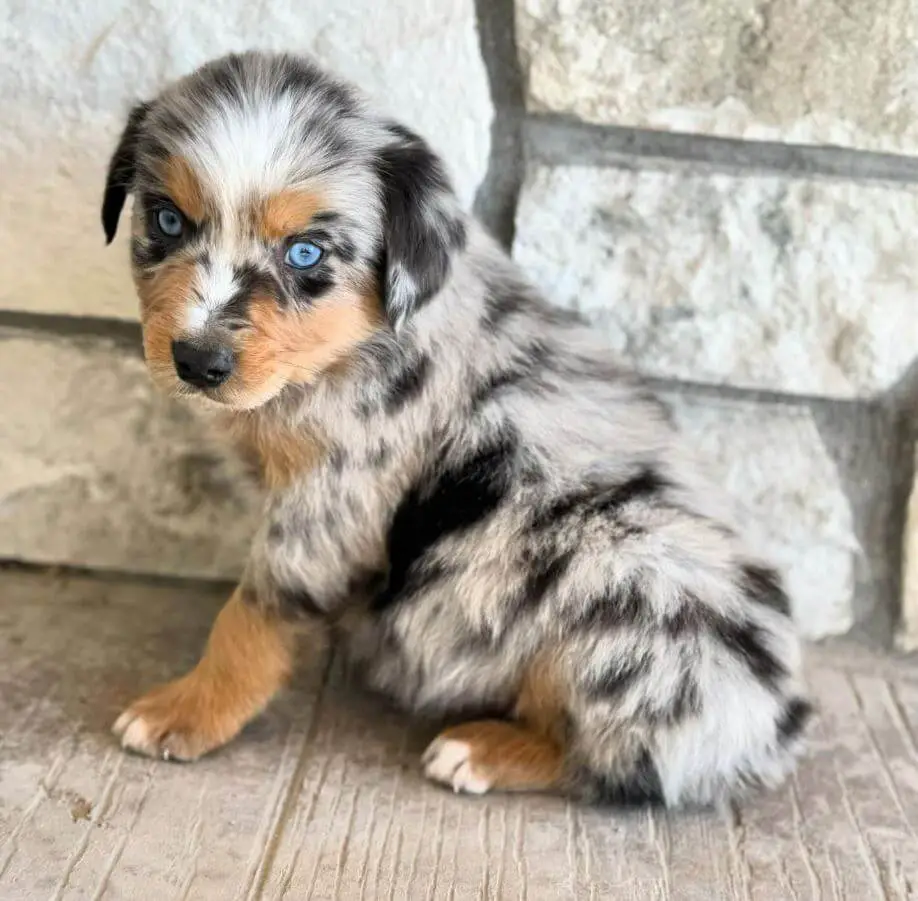 Mini Aussie Puppy