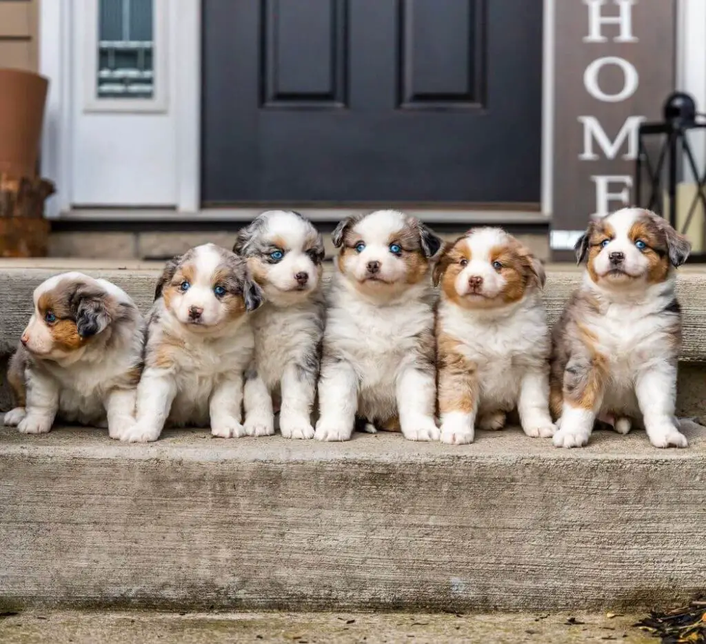 Mini Aussie puppies with blue eyes