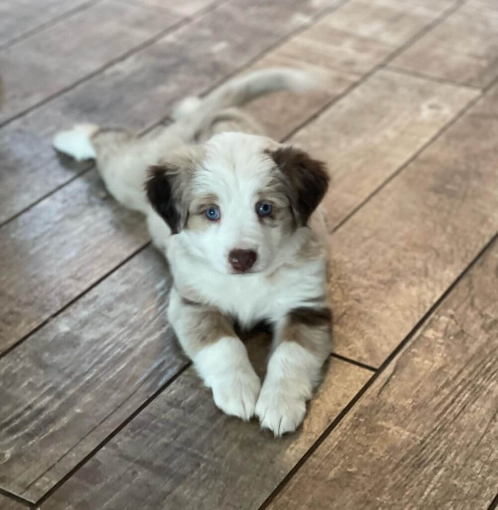 Miniature Australian Shepherd puppy