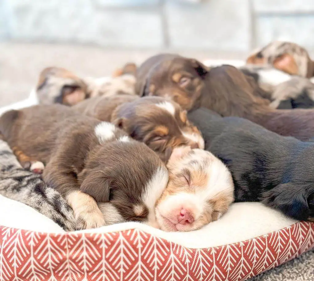 Mini Aussie puppies