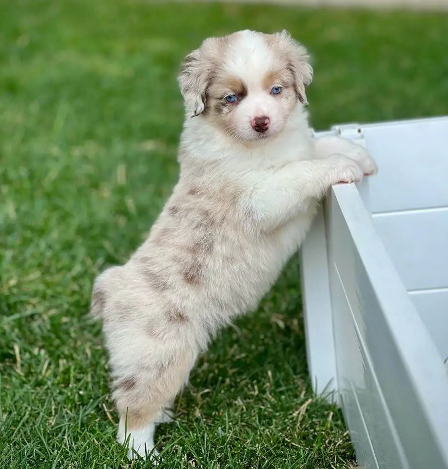 Mini Aussie Puppy