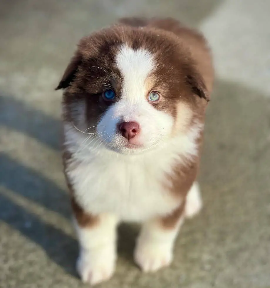 Mini Aussie Puppy