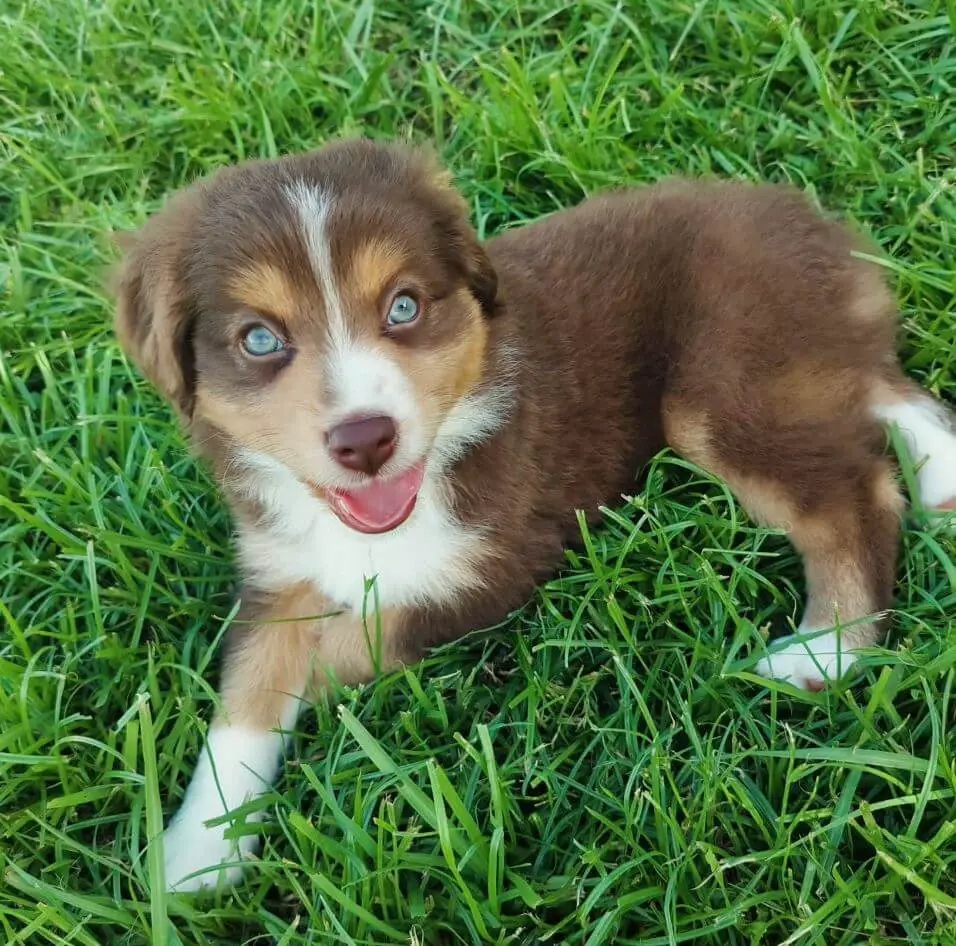 Mini Blue Merle Aussie Girl