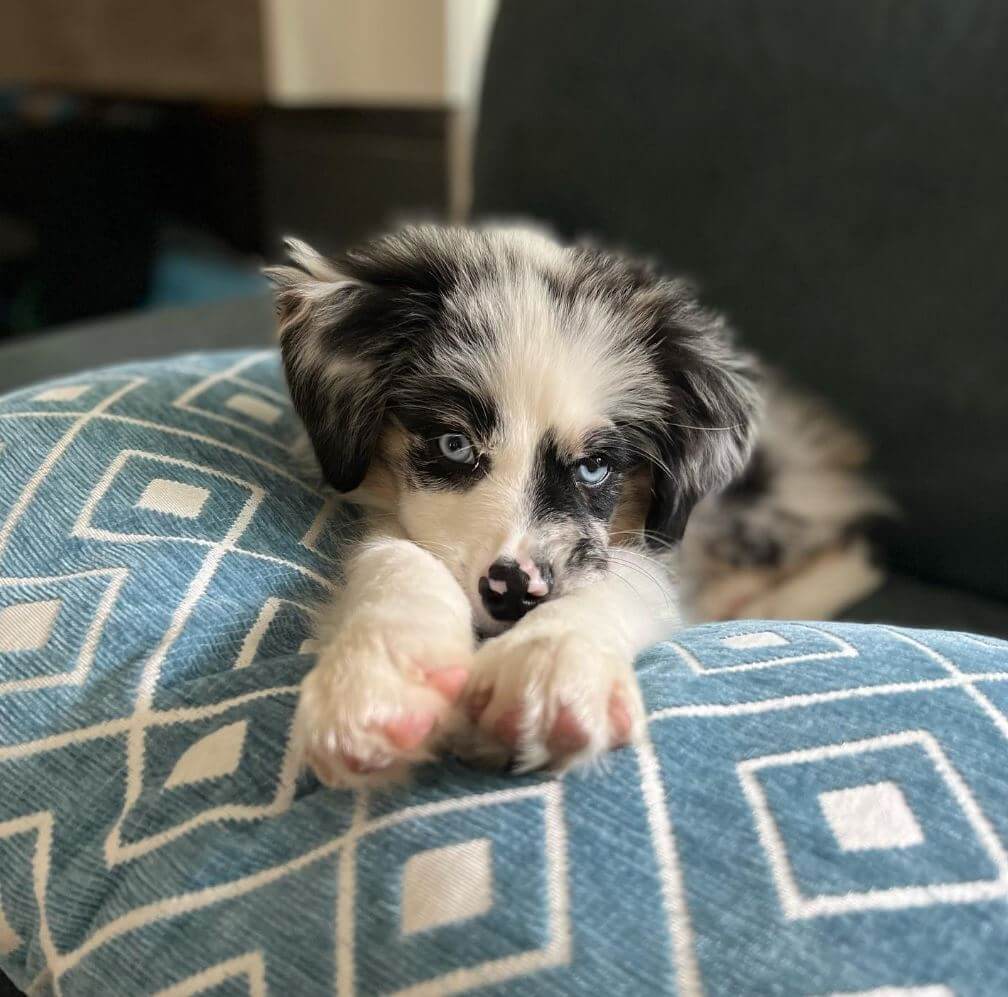 Mini Aussie Puppy