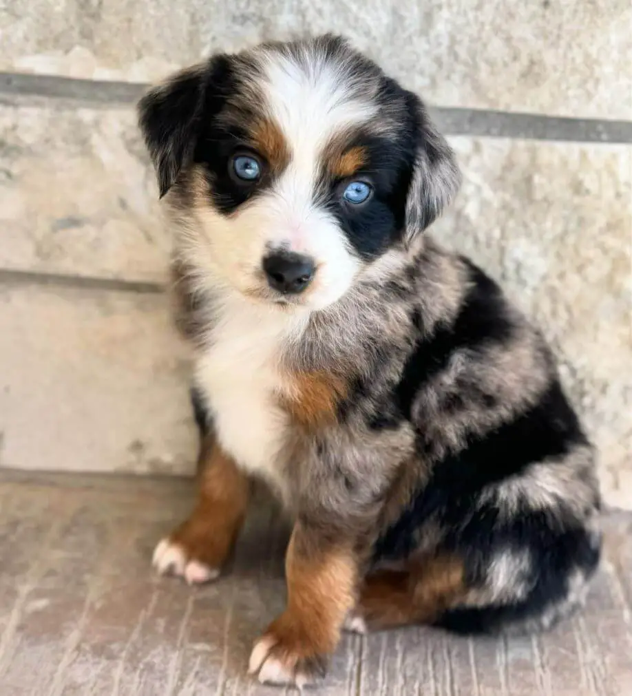 Mini Aussie Puppy