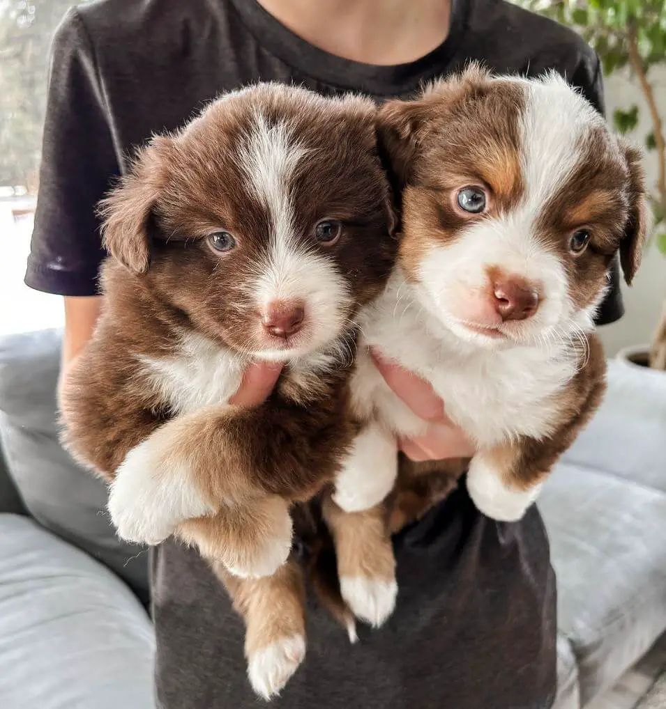 2 Mini Aussie Puppies