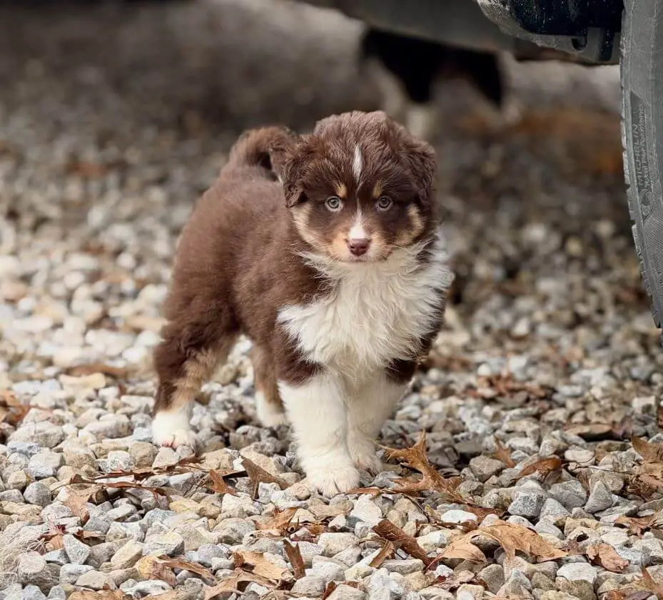 Mini Aussie Puppy