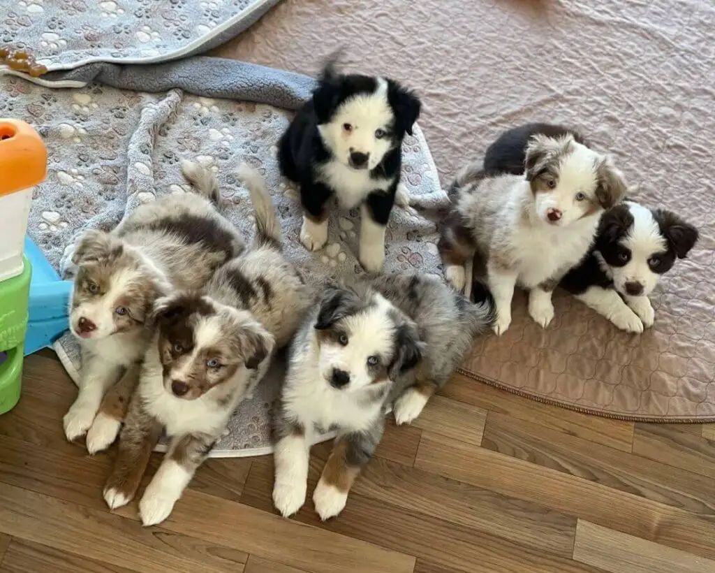 Mini Aussie puppies