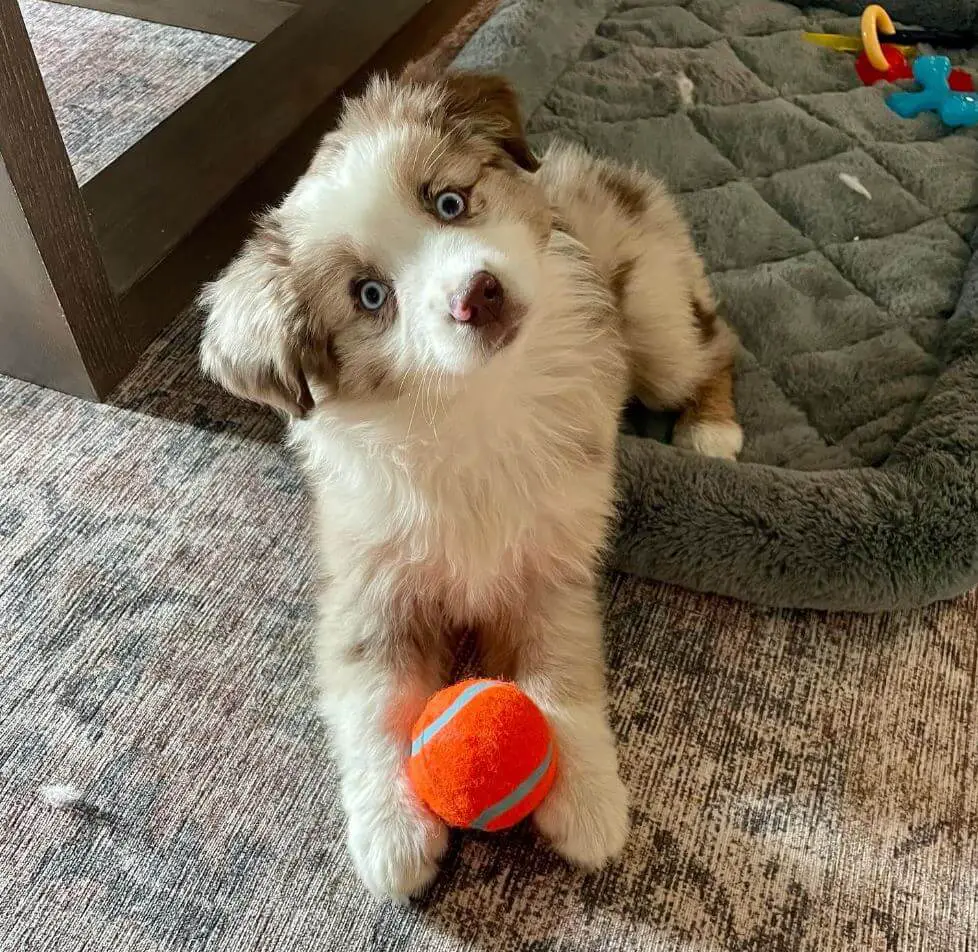 Mini Aussie Puppy