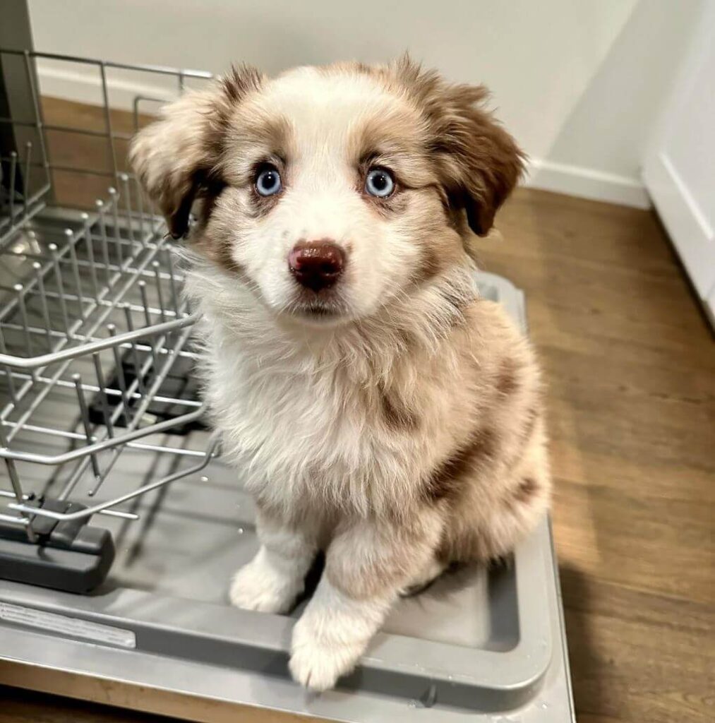 Mini Aussie Puppy